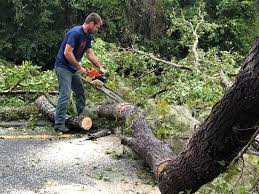 Tree Removal